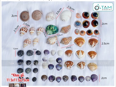 Set vỏ sò ốc hộp gỗ 9 ngăn ốc cuốn chiếu [Hàng đẹp - 9 kiểu] VOSOOC-SET06